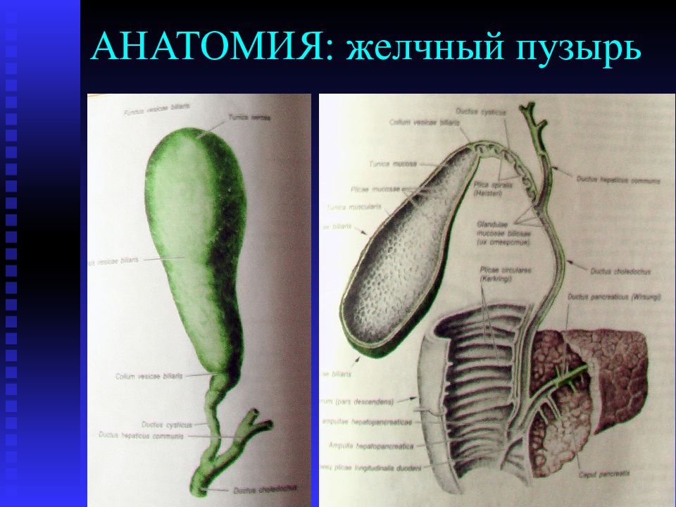 Желчный пузырь рисунок