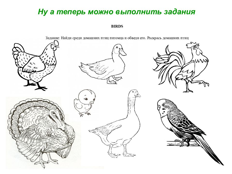 Домашнее задание по теме домашние птицы. Домашние птицы задания для дошкольников. Домашние птицы домашнее задание для дошкольников. Домашние и Дикие птицы задания для дошкольников. Задание для детей домашние птицы для дошкольников.