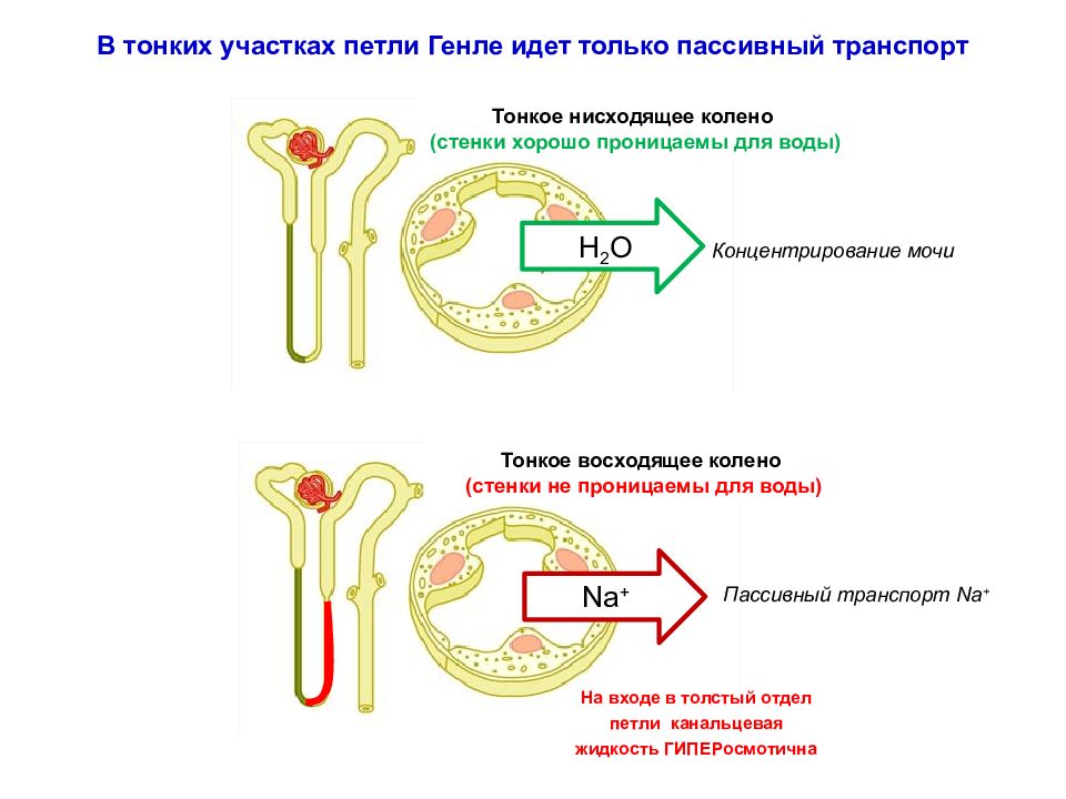 Какой процесс идет. Строение нефрона петля Генле. Отделы нефрона петля Генле. Функции петли Генле физиология. Стенка тонкого нисходящего канальца петли Генле проницаема для.