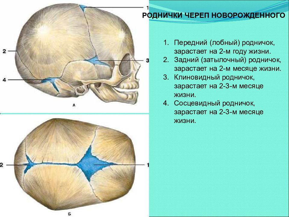 Когда закрывается родничок. Сосцевидный Родничок черепа. Роднички черепа новорожденного. Роднички черепа новорождённого . Клиновидный и сосцевидный. Роднички черепа новорожденного таблица.