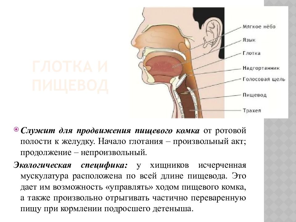Глотка слои. Трахея и пищевод надгортанник. Анатомия дыхательной и пищеварительной системы. Пересечение пищеварительной и дыхательной систем. Глотка.