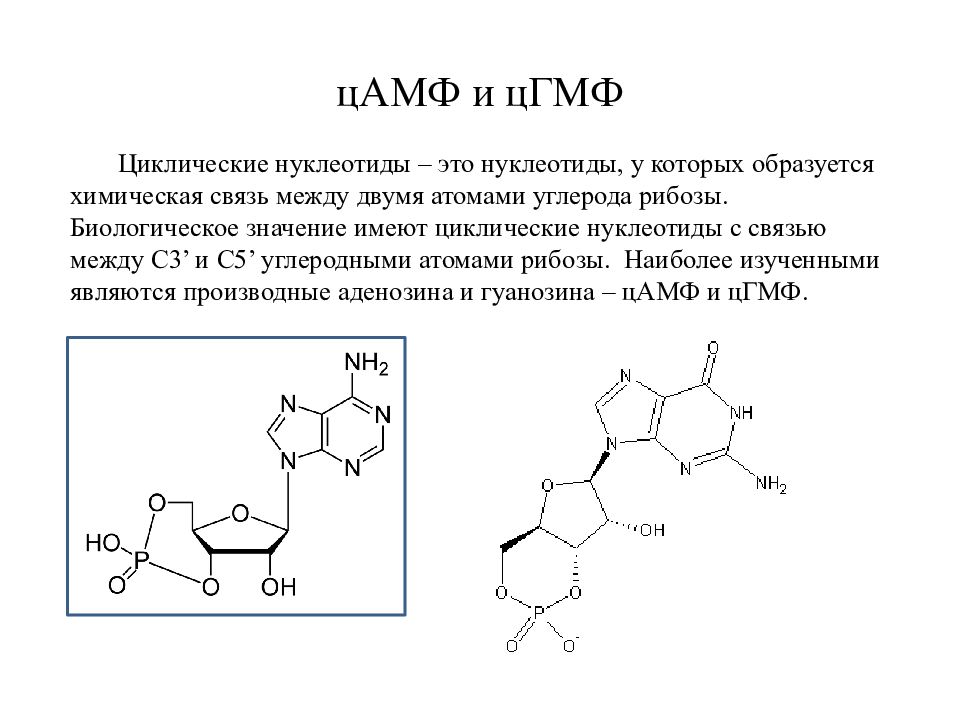 Состоит из нуклеотидов обладают способностью. Циклические нуклеотиды (ЦАМФ, ЦГМФ).. Приведите строение циклических нуклеотидов: ЦАМФ; ЦГМФ. Циклические нуклеотиды ц амф ц ГМФ служат. Биологическая роль свободных нуклеотидов.