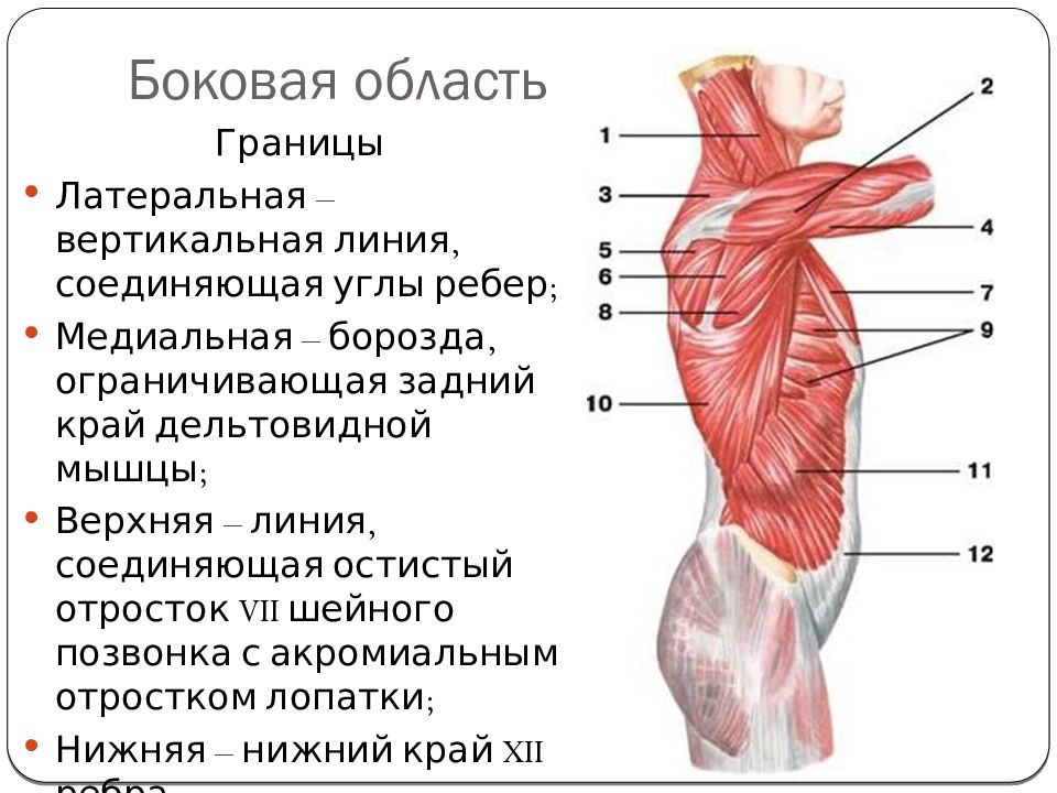 Дельтовидная область анатомия. Медиальная борозда двуглавой мышцы. Медаильная Бордка дауглавой мышцы. Топография дельтовидной области. Медиальная борозда двуглавой мышцы плеча.