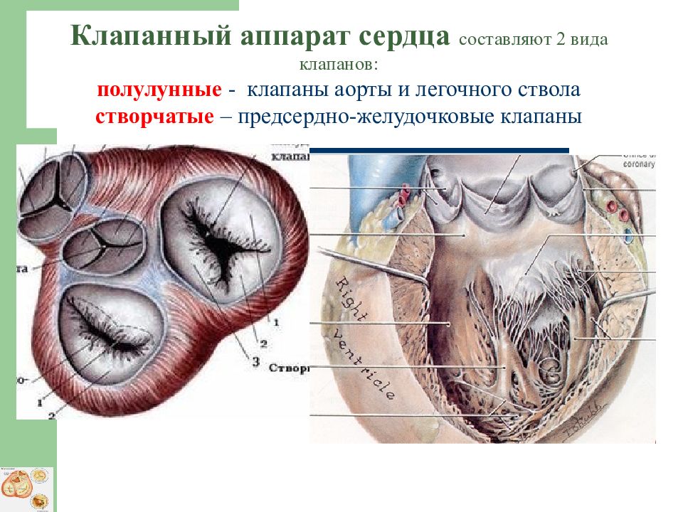 Сердечный составлять. Клапанный аппарат сердца физиология. Основные структуры, образующие клапанный аппарат сердца. Структуры клапанного аппарата сердца. Клапанный аппарат сердца анатомия.