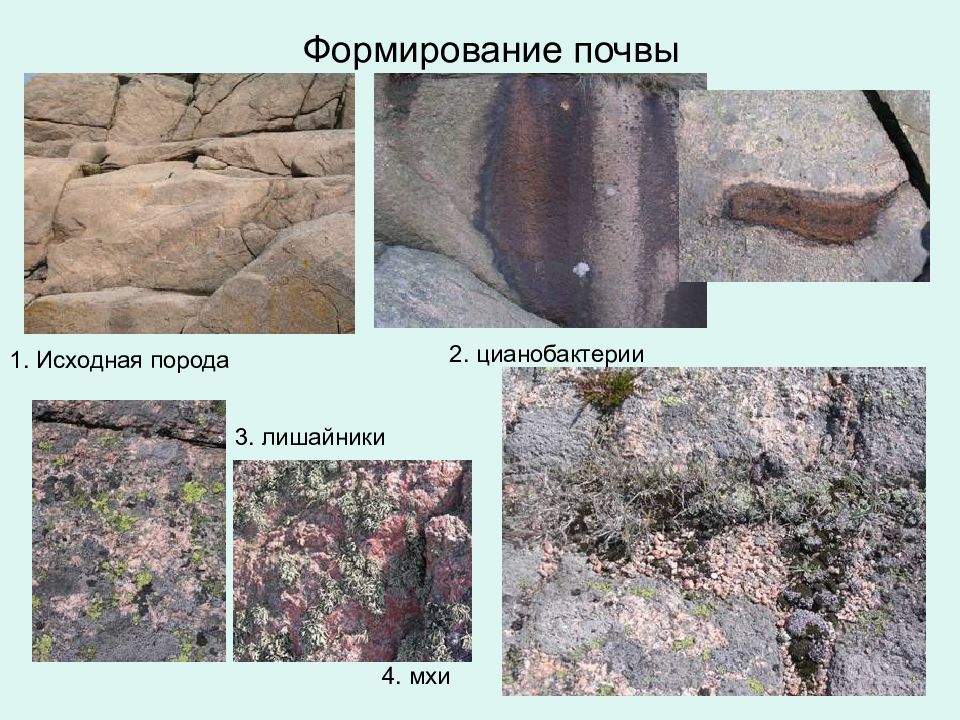 Участвуют в почвообразовании. Формирование почвы. Почва формируется. Формирование грунтов. С чего начинается формирование почвы?.