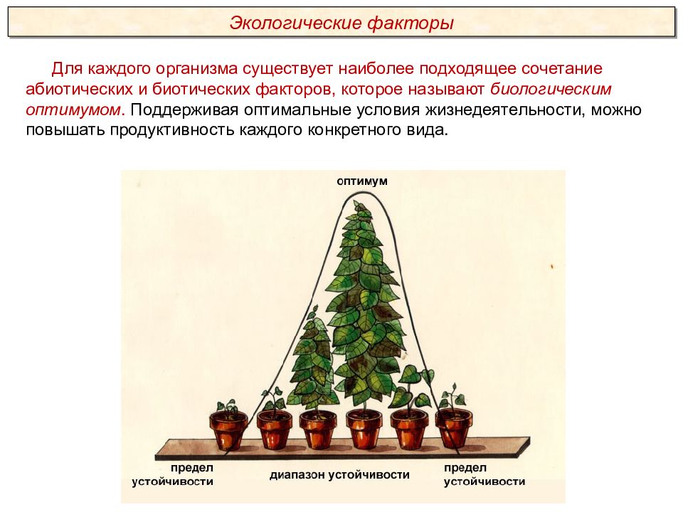 Фактор оказывает наибольшее. Поддерживая оптимальные условия жизнедеятельности. Оптимальные условия это в биологии. Оптимальные условия это экология. Биотический Оптимум.