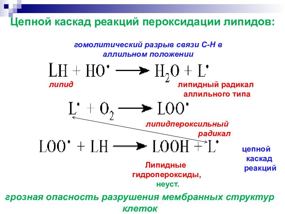 Окисленные липиды. Схема перекисного окисления липидов биохимия. Перекисное окисление липидов схема. Окисление липидов реакция. Реакции перекисного окисления липидов.