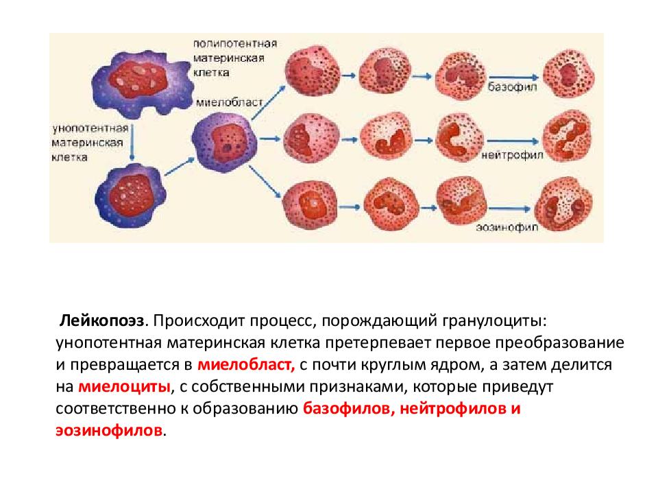 Материнская клетка. Лейкопоэз. Гемопоэз гранулоциты. Лейкопоэз его этапы.