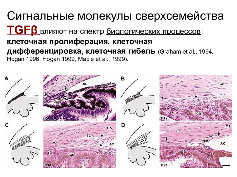 Биологический процесс. Биологические процессы. Какие бывают биологические процессы. Пролиферация клеток эпидермиса. Биологический процесс это в биологии.