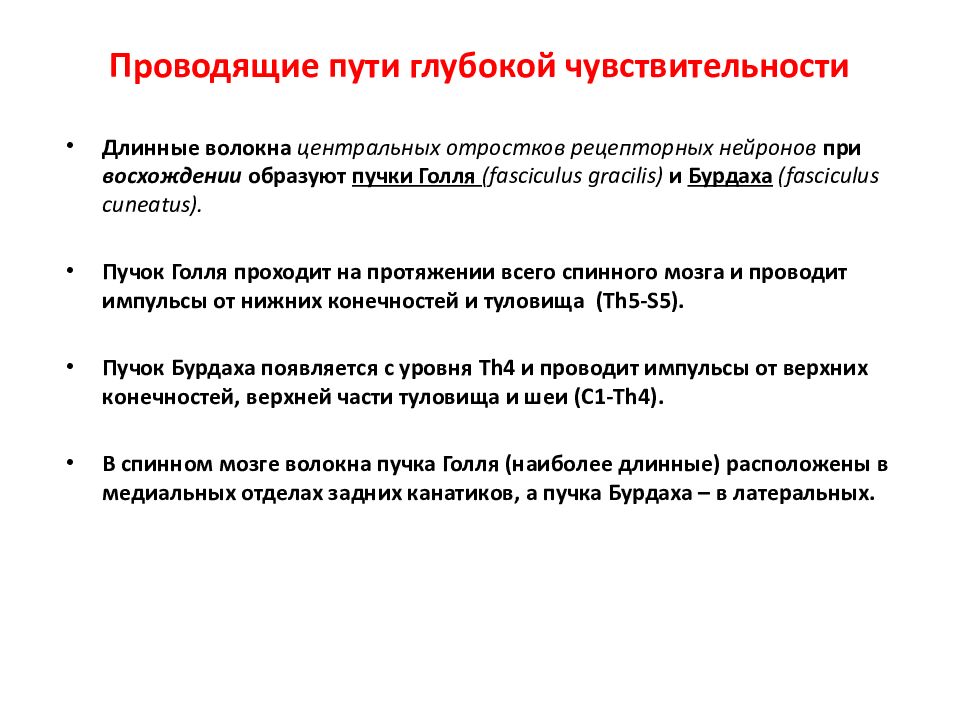 Путь глубокой чувствительности неврология