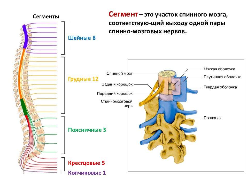 Где находится сегменты. Строение спинного мозга 1 сегмент. Анатомическое строение сегмента спинного мозга. Строение позвонка со спинным мозгом. Нервная система схема спинного мозга.