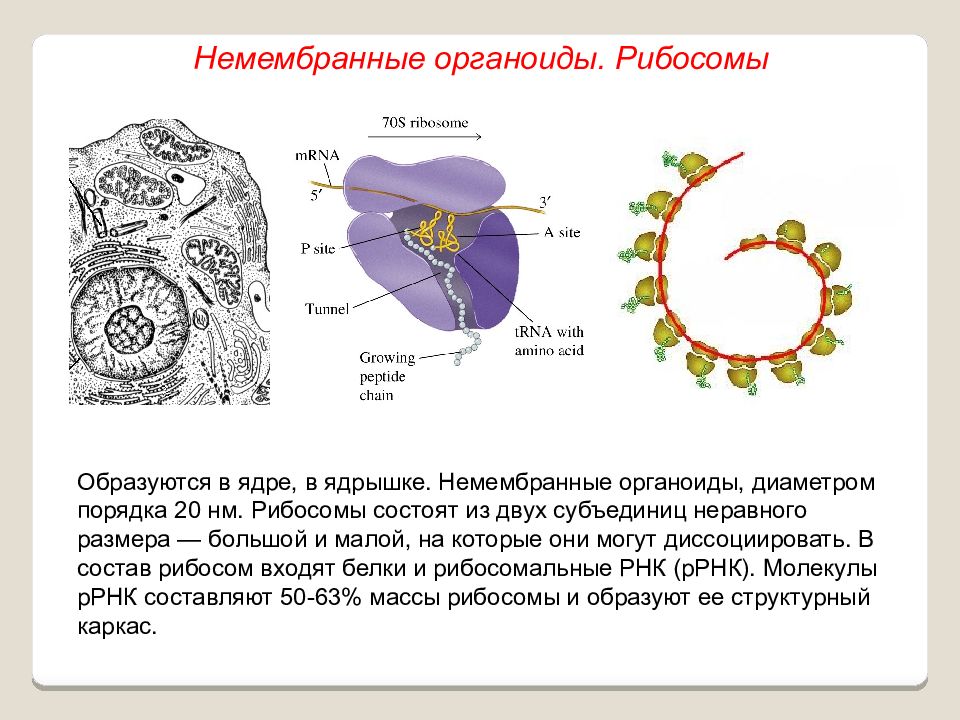 Каким номером на рисунке обозначены органоиды простейших относящиеся к немембранным