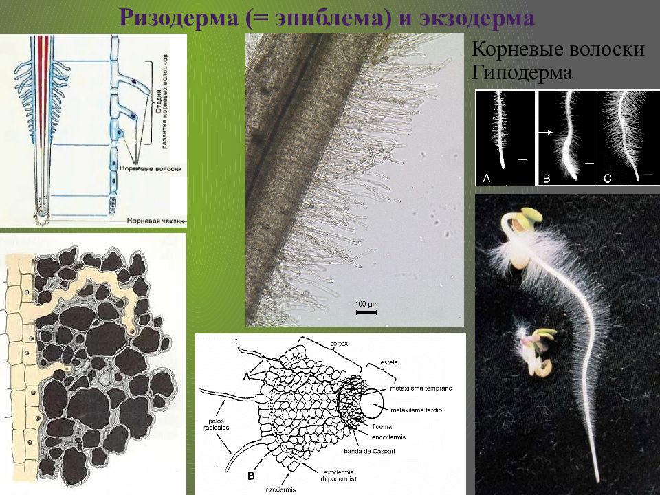 Всасывающие волоски корня