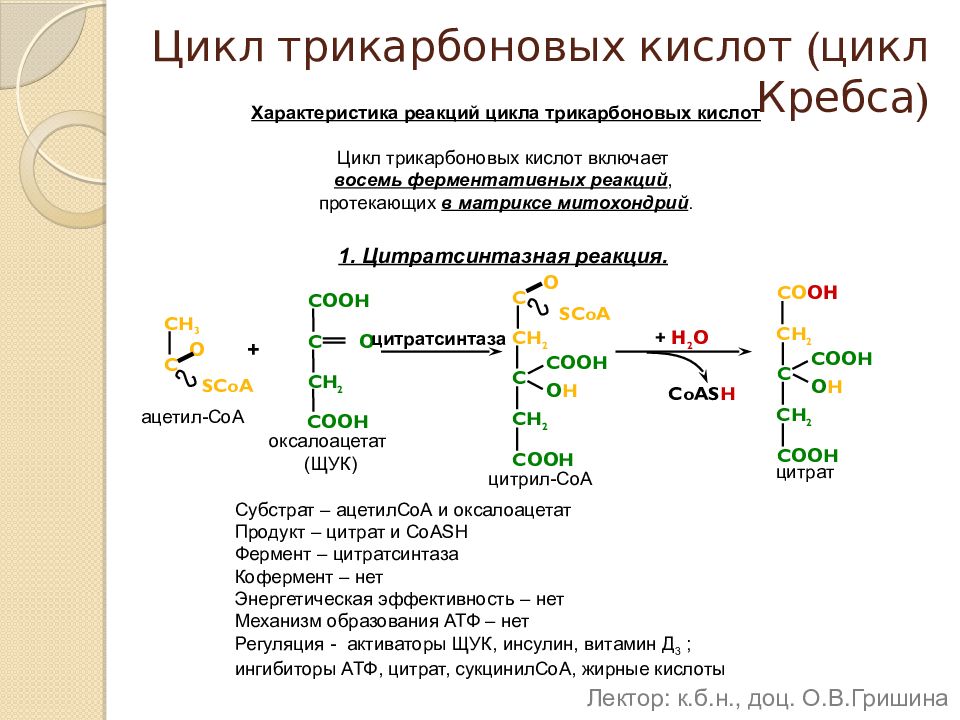 Активаторы ферментов цикла трикарбоновых кислот. Энергетический обмен цикл Кребса. Субстраты цикла трикарбоновых кислот. Цикл трикарбоновой кислоты.