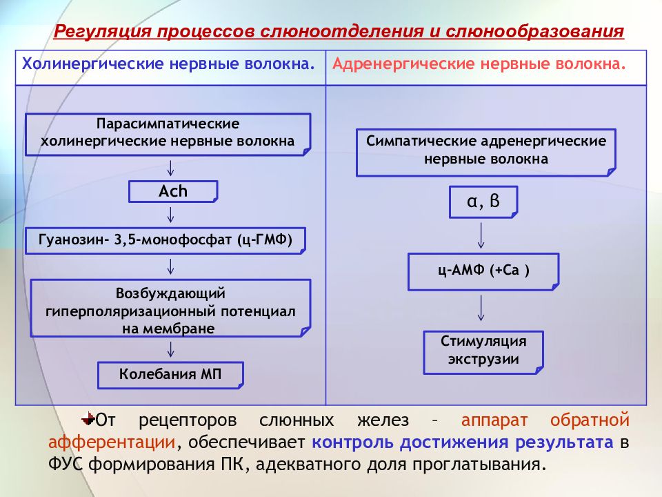 Регуляция процессов. Холинергические и адренергические волокна. Холинергические адренергические. Холинергические симпатические нервные волокна. Холеренгические и адренергические.