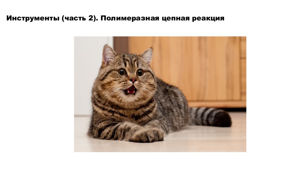 Инструменты (часть 2). Полимеразная цепная реакция