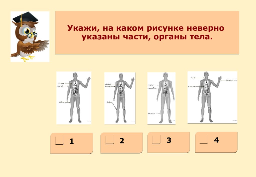 Рассмотрите изображение человека покажи стрелками впр. ВПР окружающий мир части тела. Изображение человека ВПР. Части тела человека ВПР 4 класс. Тело человека подготовка к ВПР.