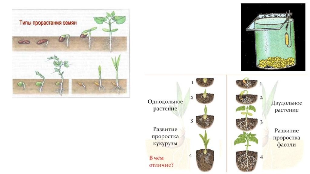 Отличия семени и споры у растений