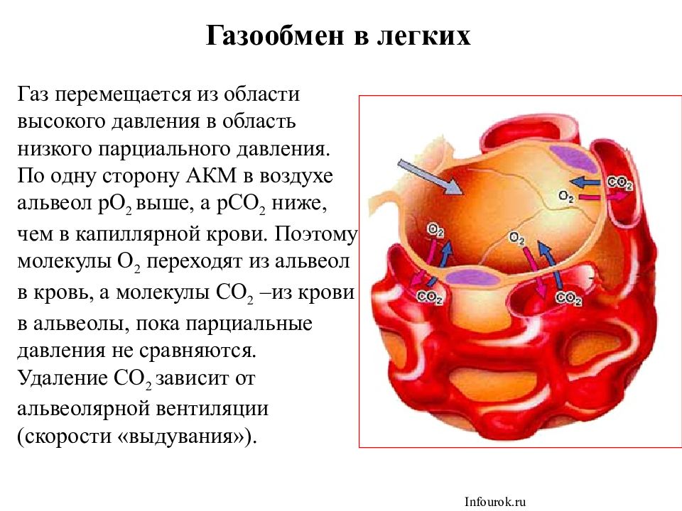 Газообмен в тканях схема