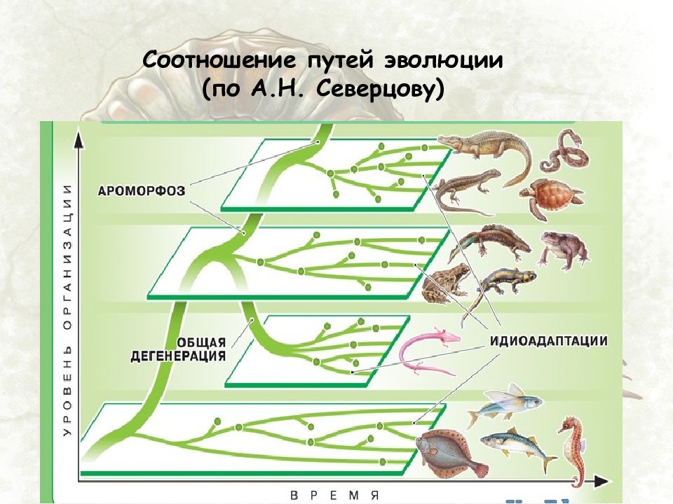 Схема путей биологического прогресса