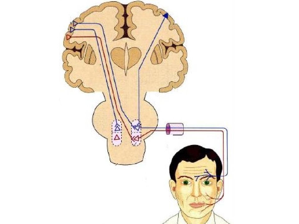 11 черепной нерв. Каудальная группа черепно-мозговых нервов. Вентрикулит зоны поражения головного мозга. Локтев нерв анатомия.
