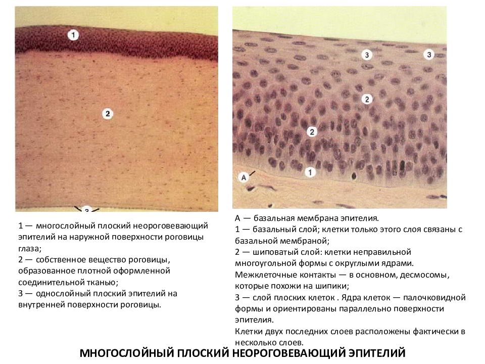 Многослойный неороговевающий эпителий рисунок