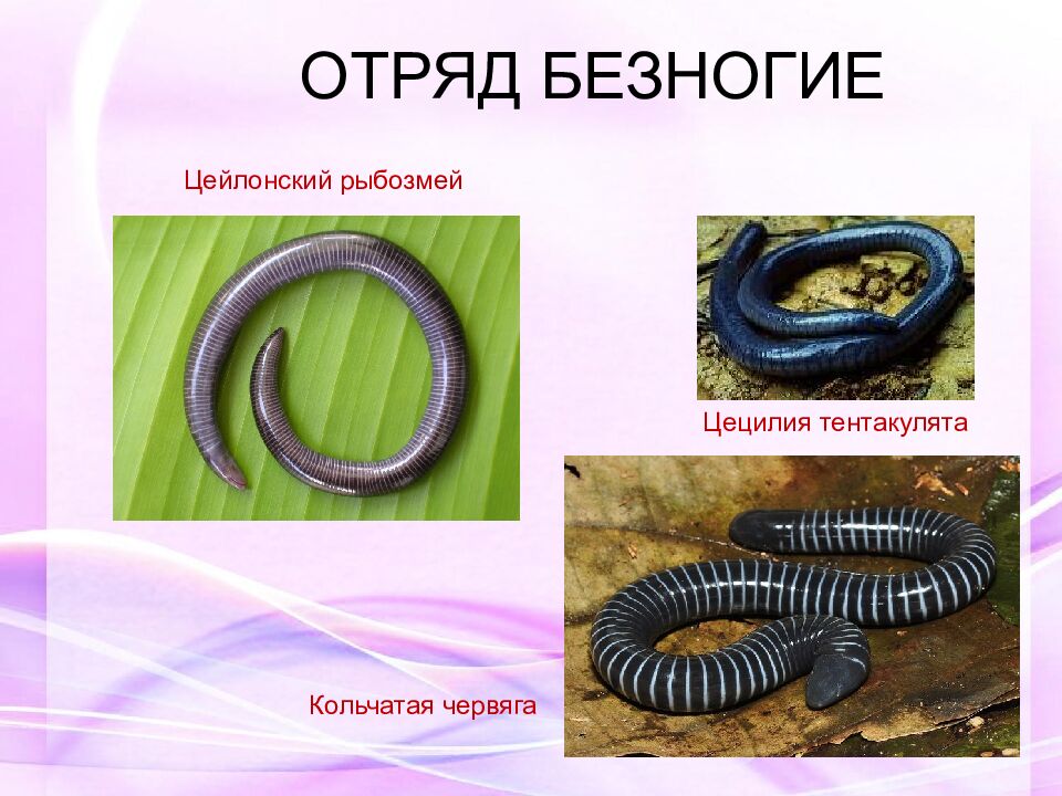 ОТРЯД БЕЗНОГИЕ