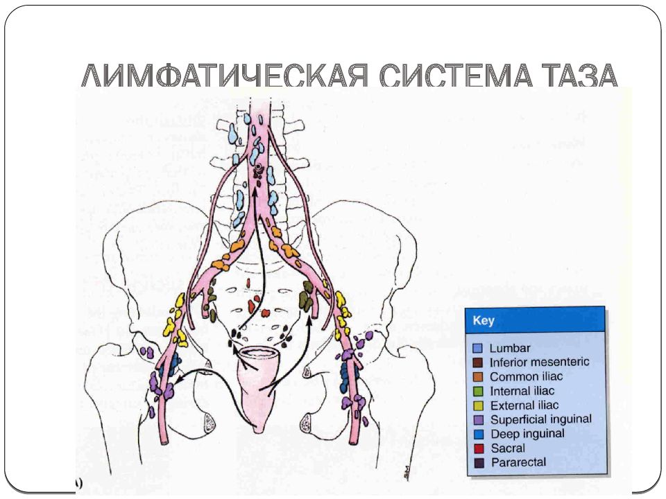 Подвздошные лимфоузлы увеличены. Подвздошные лимфоузлы. Лимфатическая система таза. Забрюшинные лимфоузлы. Забрюшинные подвздошные лимфоузлы.