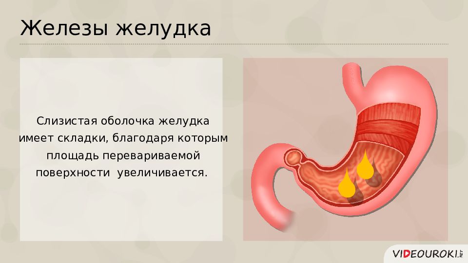 Железы желудка. Железы желудка анатомия. Железы слизистой желудка. Желудок железы желудка.