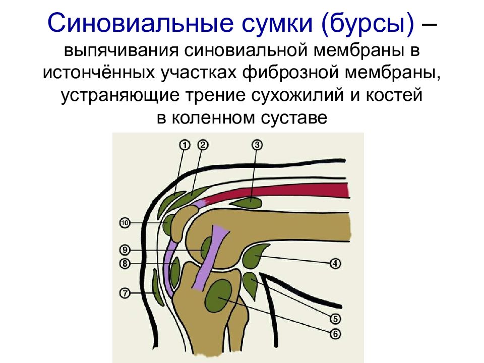 Сумки суставов. Синовиальные сумки коленного сустава анатомия. Завороты коленного сустава анатомия. Строение синовиальной сумки. Бурсы коленного сустава анатомия.