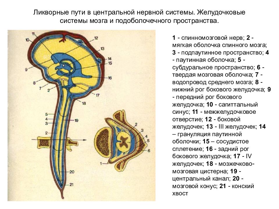 Движение ликвора в головном мозге схема