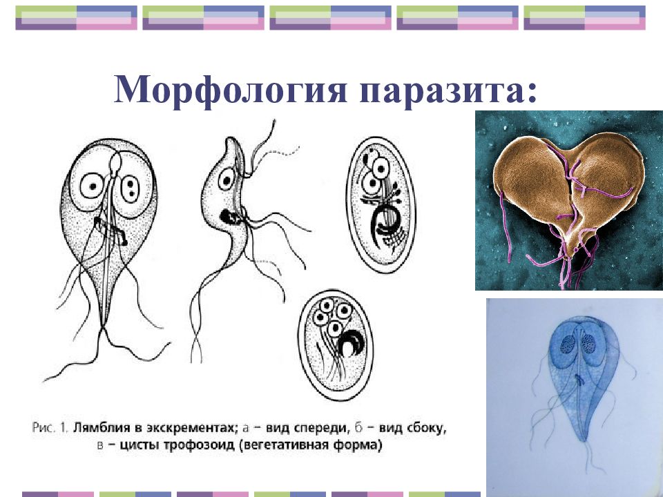 Форма паразитов. Lamblia intestinalis морфология. Строение вегетативной формы лямблии. Лямблия строение паразита. Лямблия кишечная строение.