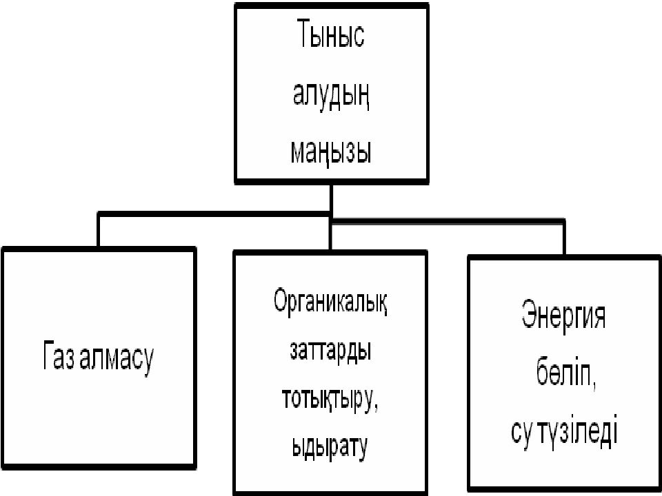 Өсімдіктің тыныс алуы