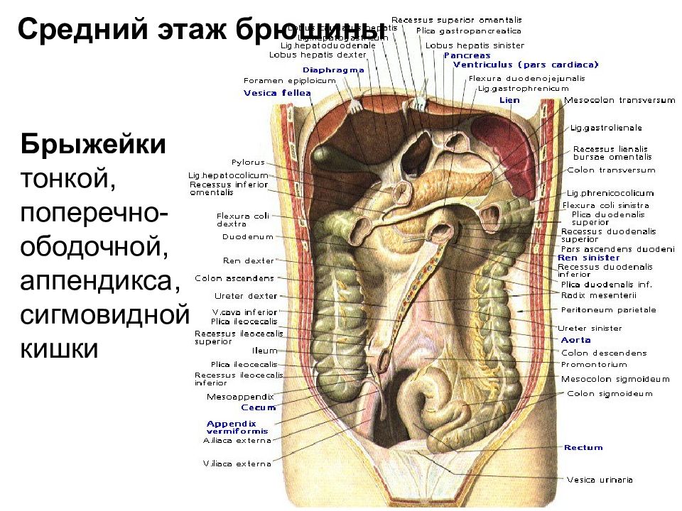 Левый синус. Латеральный канал брюшной полости. Анатомия Нижнего этажа брюшины. Этажи полости брюшины анатомия. Брюшина этажи брюшной полости.