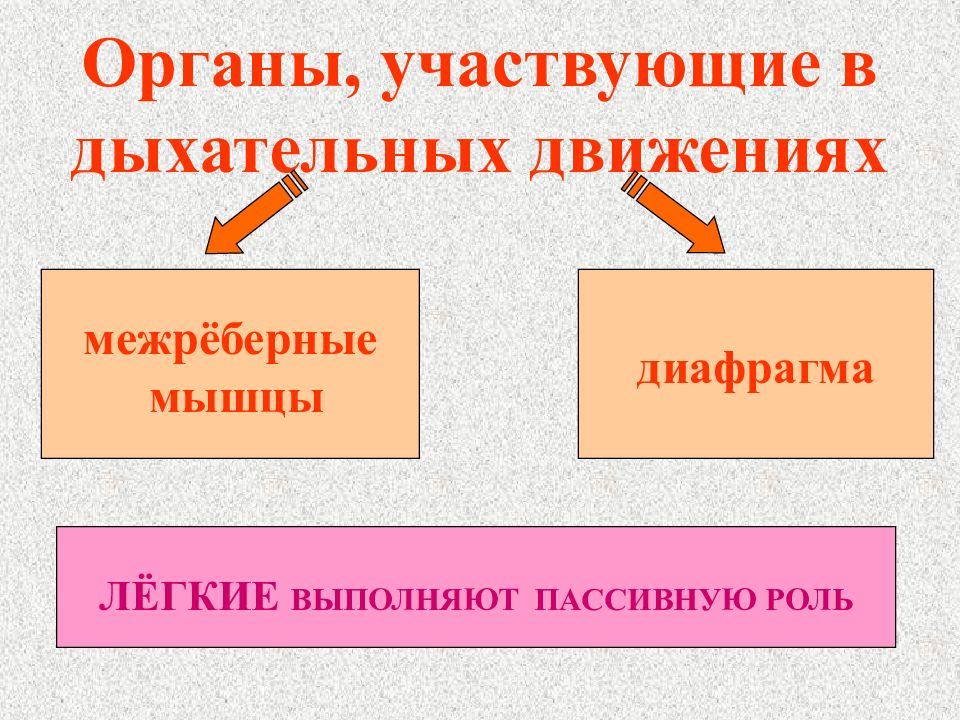 Дыхание 8 класс презентация. Дыхательные движения регуляция дыхания. Регуляция дыхания презентация. Регуляция дыхания 8 класс. Регуляция дыхания 8 класс презентация.