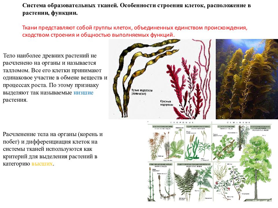 Особенности строения образовательной ткани. Особенности строения клеток образовательной ткани. Группа клеток. Расположение клеток. Клетка высших растений строение.