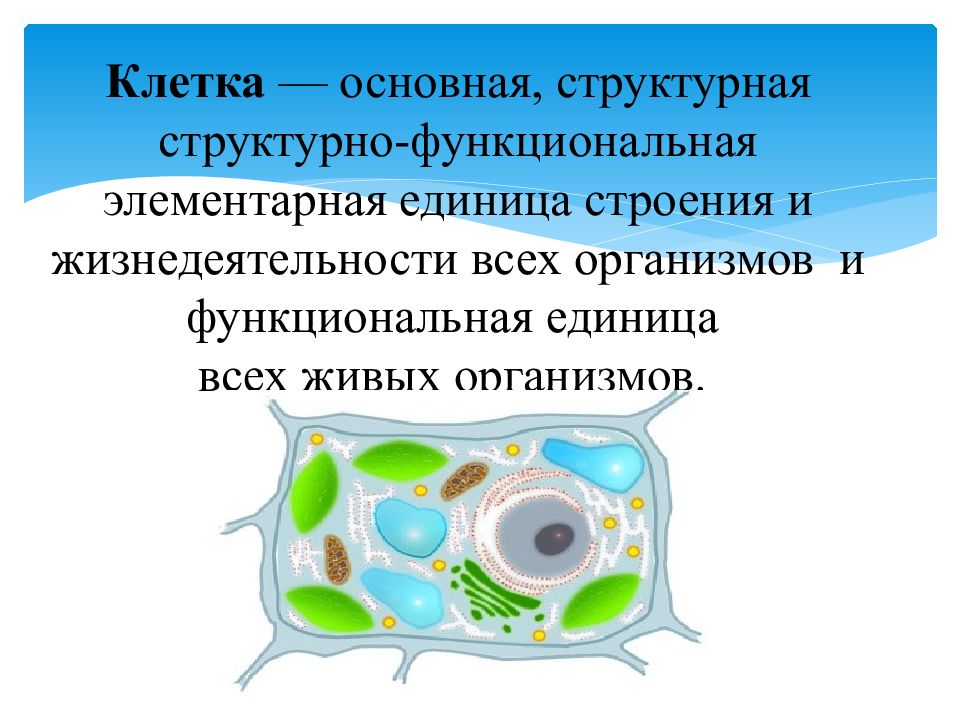 Презентация на тему клетка