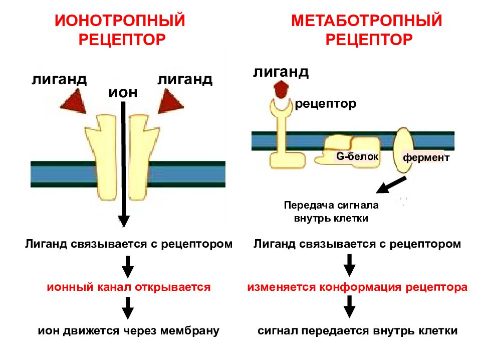 Сигнала фермент. Ионотропные мембранные рецепторы. Ионотропные и метаботропные рецепторы клеточной мембраны физиология. Метаботропные рецепторы структура. Рецепторы ионных каналов биохимия.