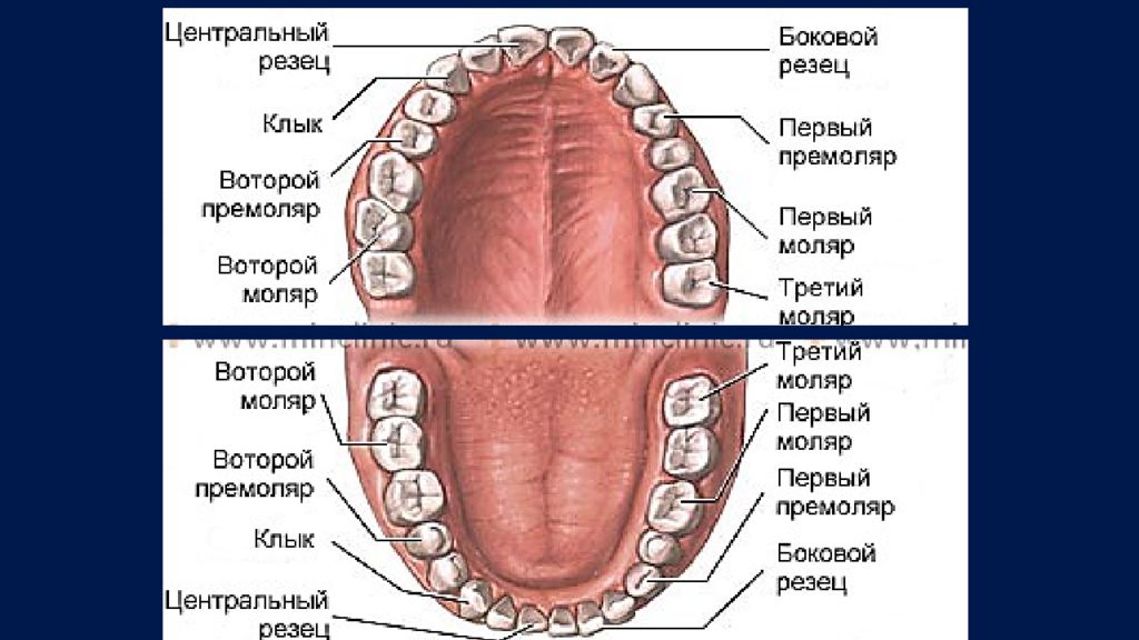 Зуб боковой резец. Зубы: резцы, клыки, коренные зубы.. Зубы моляры премоляры резцы. Моляры премоляры резцы клыки у человека. Моляр премоляр резец.