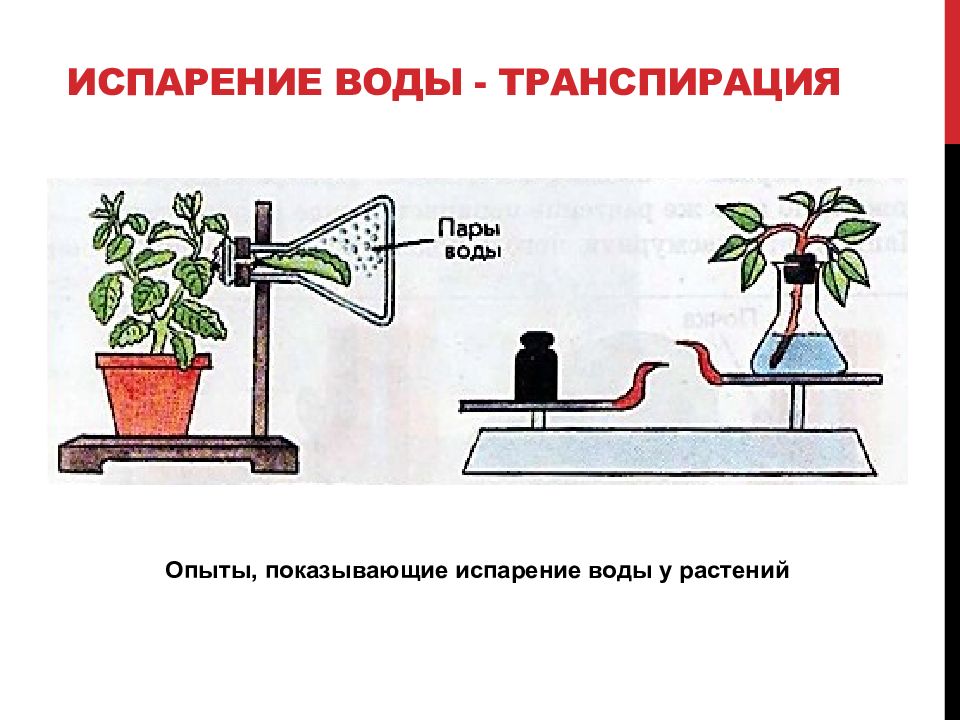 В изображенном на рисунке опыте экспериментатор поместил растение к окну обратил внимание