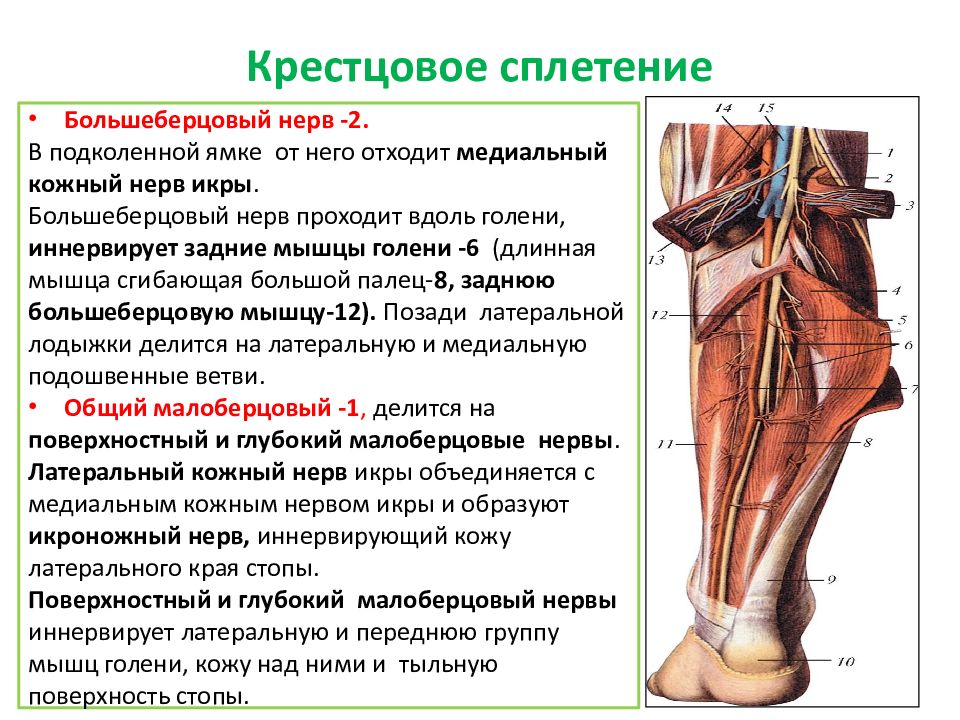 Периферические нервы и сплетения. Крестцовое сплетение. Периферические нервные сплетения. Физиология человека лекции. Периферические нервы живота.