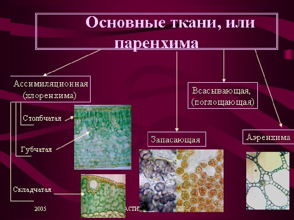 Паренхима ткань. Основные ткани ассимиляционная запасающая воздухоносная. Ткани растений паренхима ткань. Основная ткань растений паренхима. Основная ткань ассимиляционная воздухоносная и.