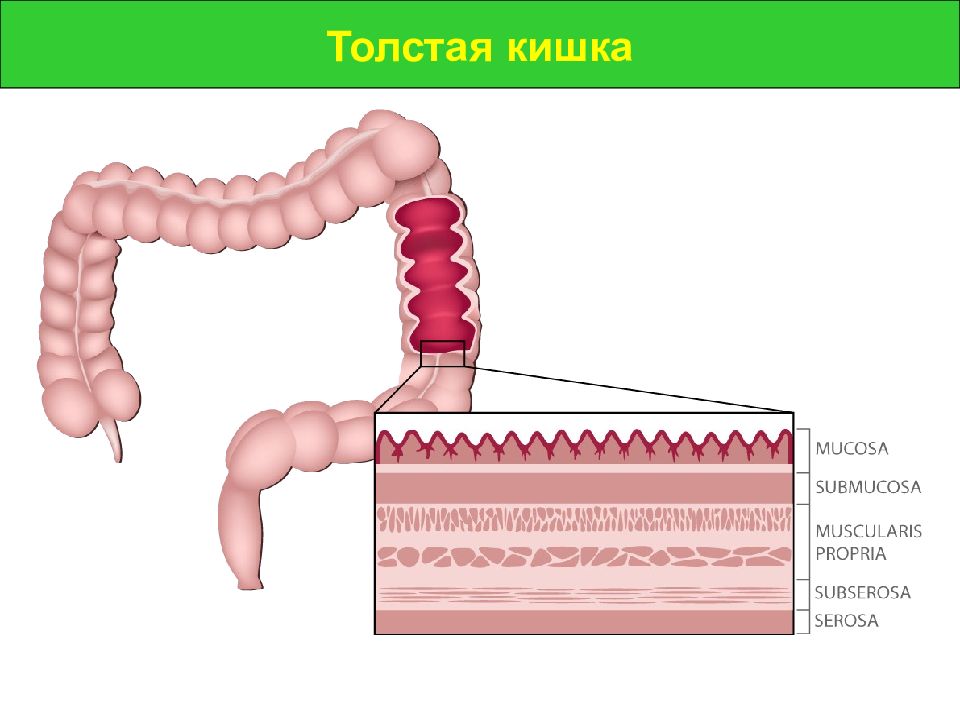 5 строение кишечника