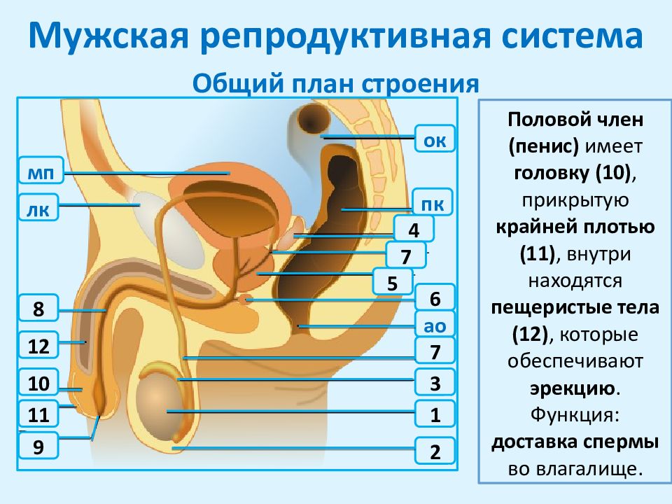 Мочеполовая система мужчины в картинках с надписями со смыслом