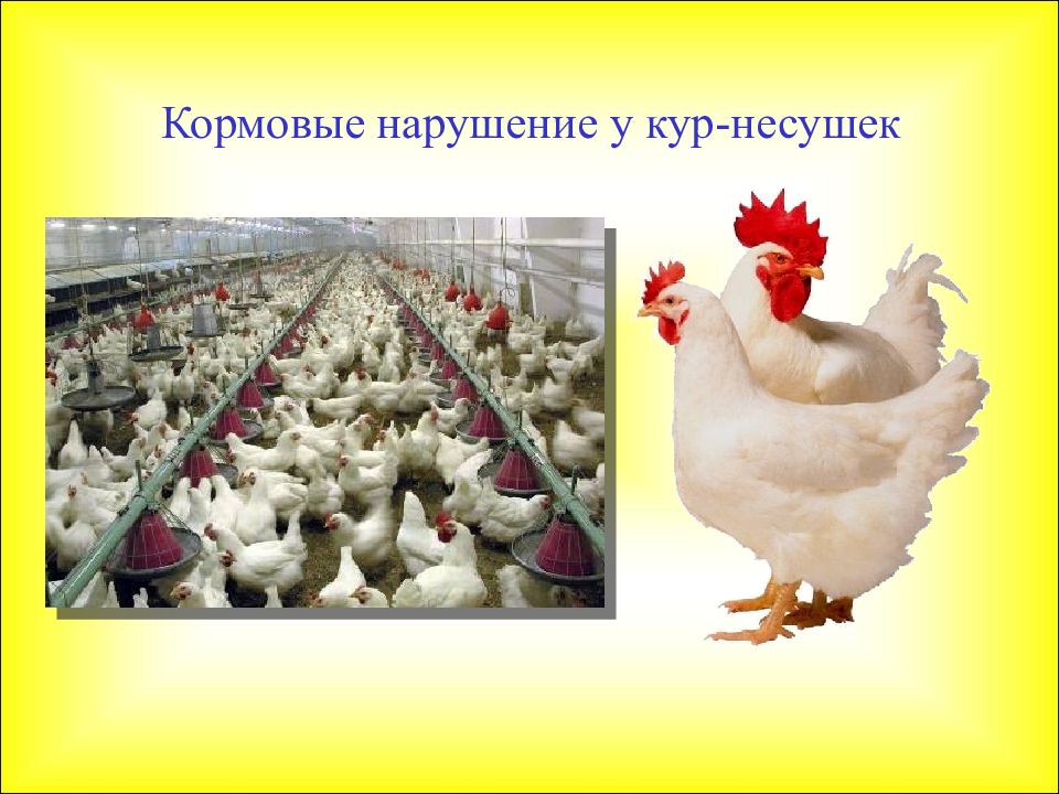 Кормовые нарушение у кур-несушек