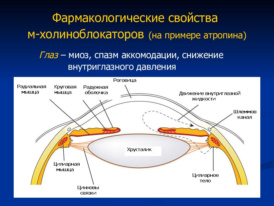 Используя рисунок объясните действие холиноблокаторов на глаз и механизм сопутствующих эффектов