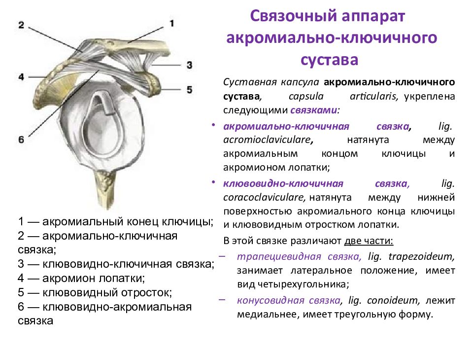 Ключично акромиальный сустав. Акромиально-ключичный сустав связочный аппарат. Акромиально-ключичный сустав оси движения. Акромиально-ключичный сустав характеристика. Акромиально-ключичный сустав биомеханика.