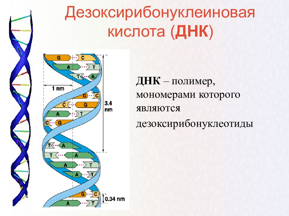 Образцы днк это