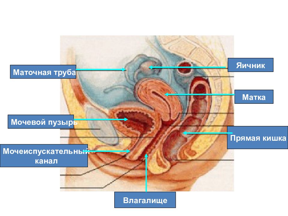 Уретра у женщин картинка