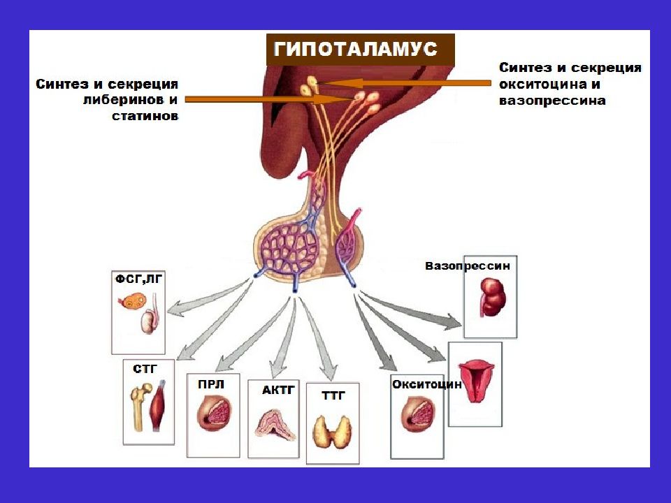 Дисциплина анатомия и физиология. Воздействие либеринов и статинов гипоталамуса. Либерины ядер среднего гипоталамуса:. Секреция либеринов. Расположение ядер в гипоталамусе.